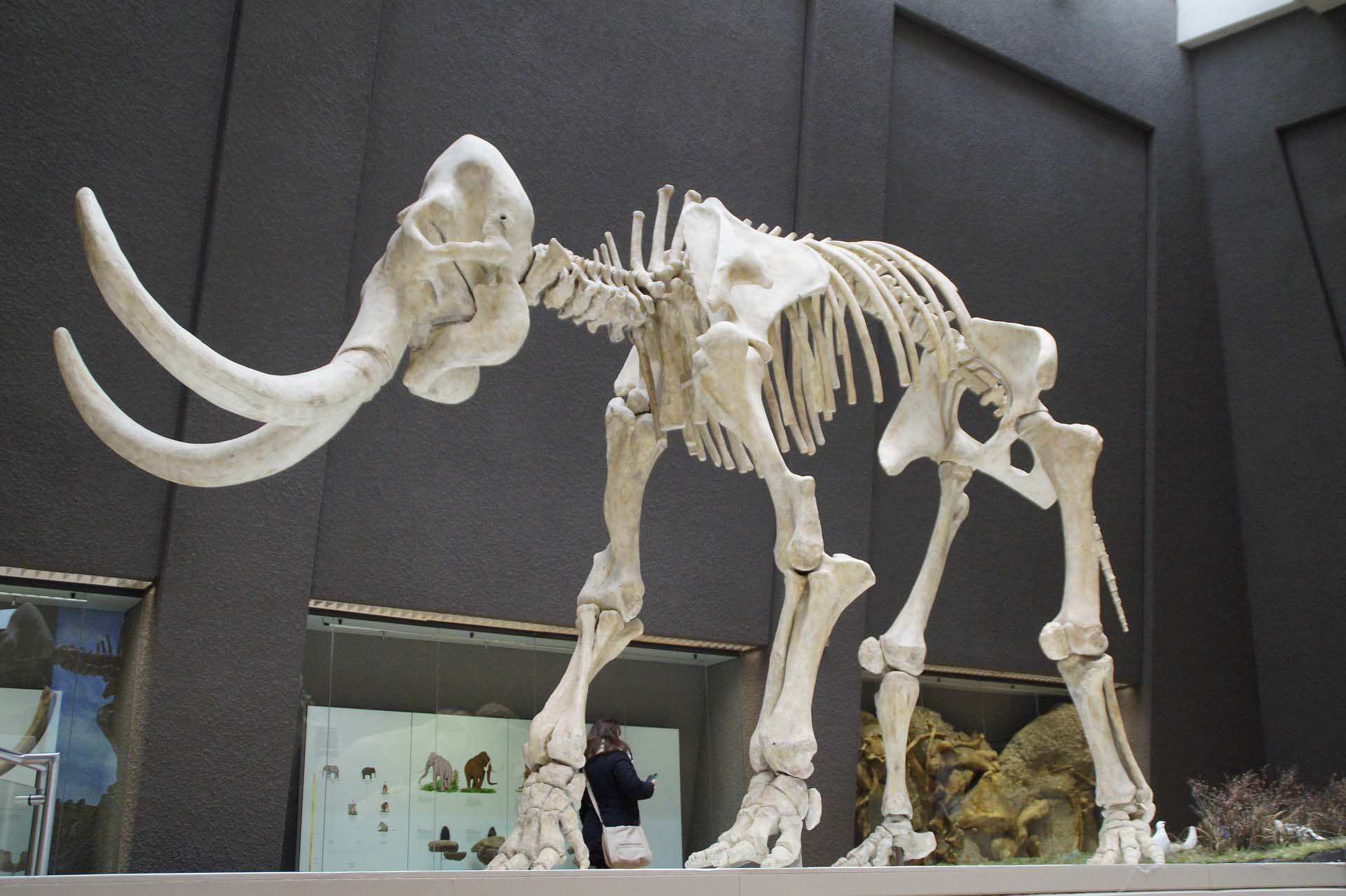 Picture of mammoth skeleton