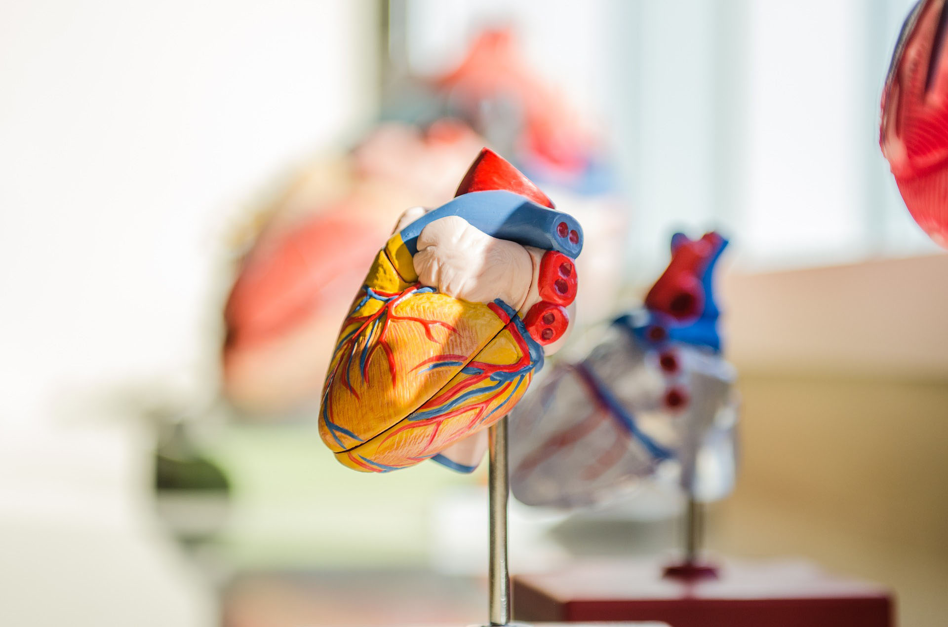 Picture of heart model.