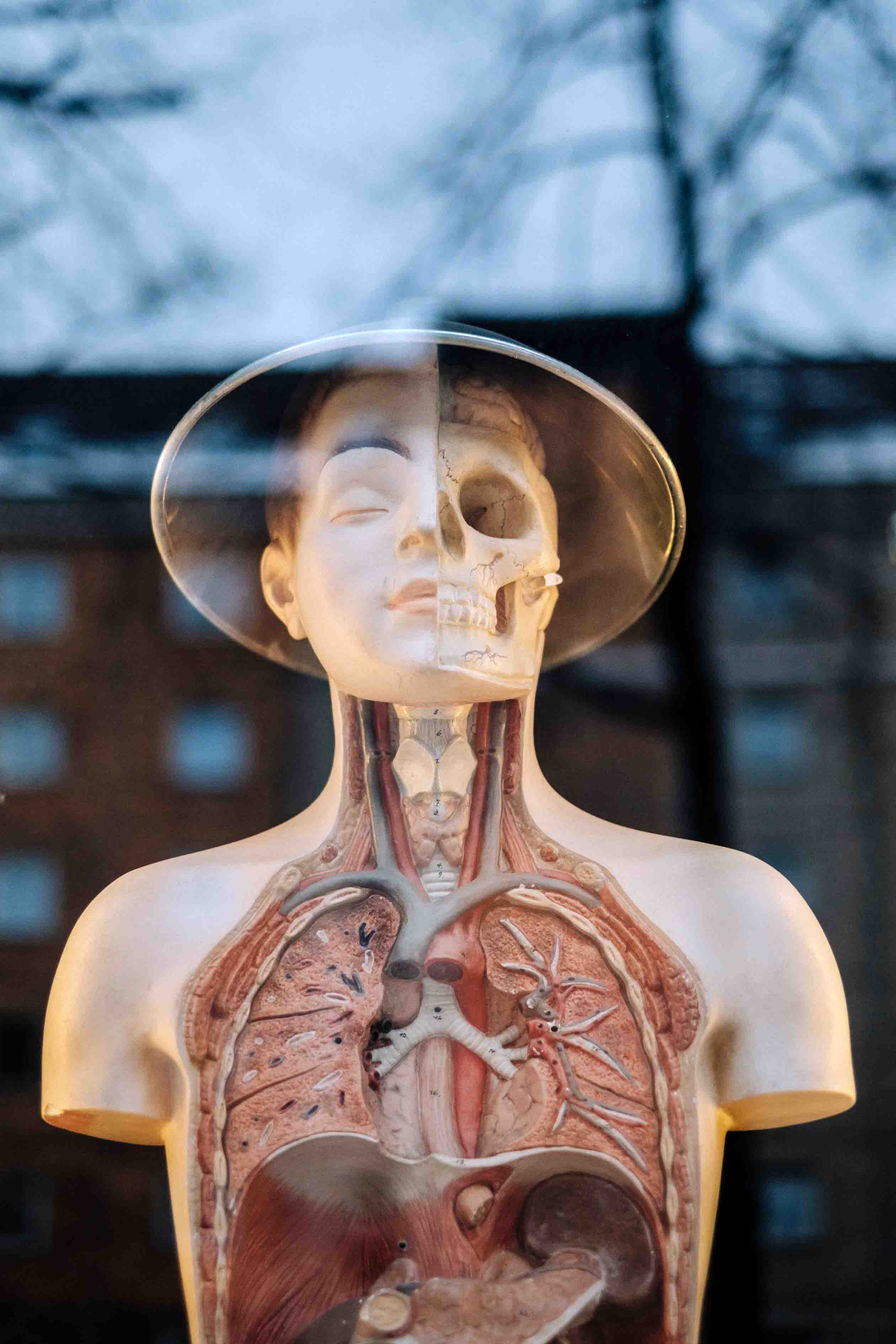 Picture of human anatomy doll.